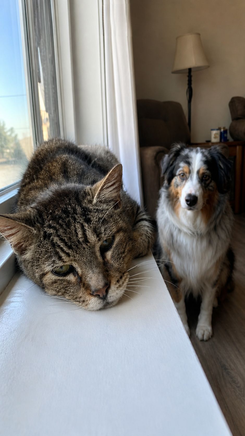 Un gatto anziano smette di mangiare e il cane con cui vive cambia comportamento: una convivenza di anni che si trasforma in una presenza silenziosa e costante.