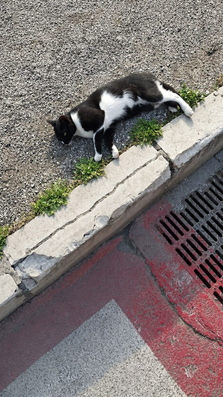 Un gatto bianco e nero vive da giorni su viale Europa a Foggia, tra traffico e pericoli. I residenti chiedono aiuto per metterlo in sicurezza.