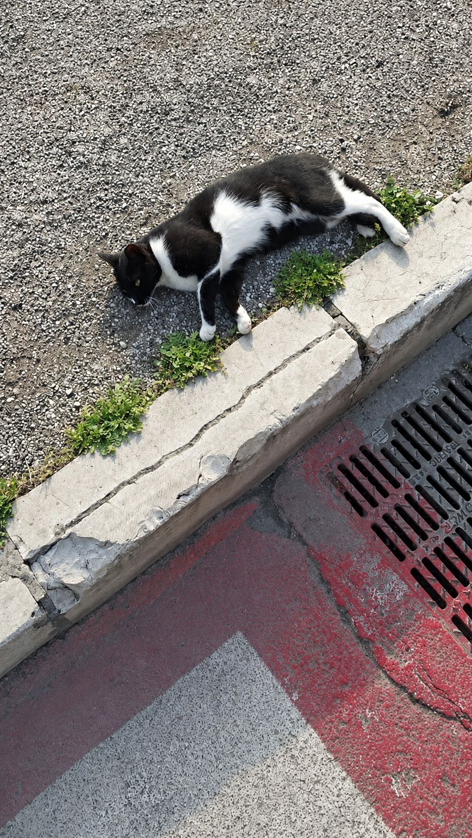 Un gatto bianco e nero vive da giorni su viale Europa a Foggia, tra traffico e pericoli. I residenti chiedono aiuto per metterlo in sicurezza.