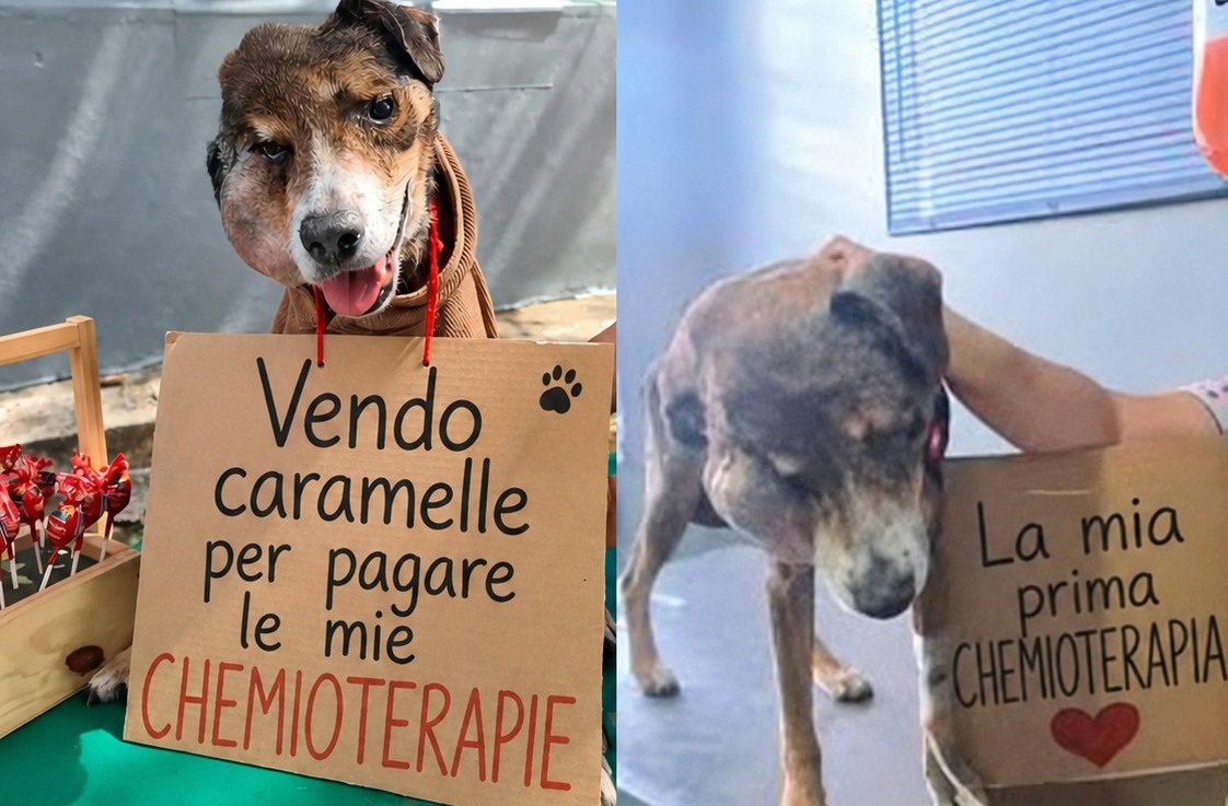 La fondazione aveva raccolto donazioni per la chemioterapia. Il cane è stato assistito fino alla fine da volontari e veterinari.