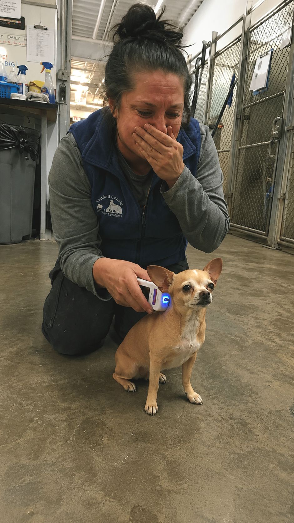 Una scansione al rifugio vicino Asheville ha permesso di riconoscere Chico, Chihuahua scomparso in Tennessee, e di restituirlo alla famiglia dopo diciotto mesi solo.