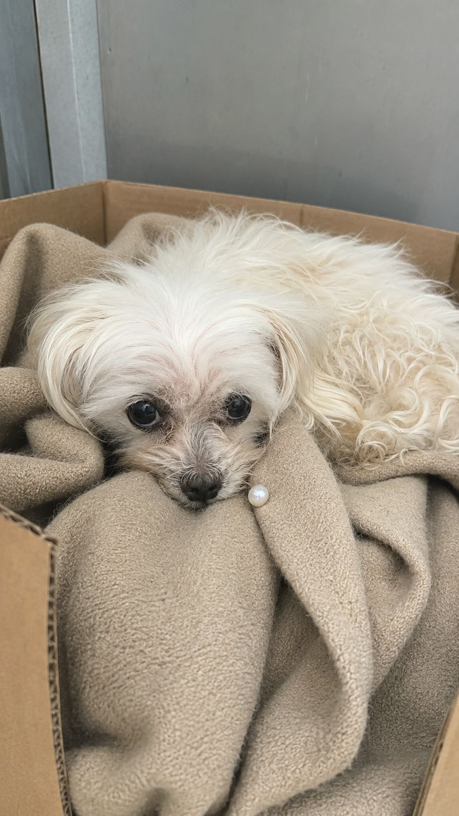 La donna chiedeva ogni sera notizie del suo cane. Dopo la sua scomparsa, il maltese è stato trovato in un cartone davanti al rifugio.