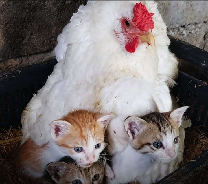 Goran A Surchi sente miagolii nel pollaio e trova tre gattini orfani protetti sotto le ali della gallina Lee in Kurdistan.