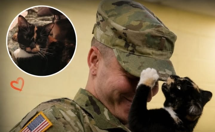 Un uomo entra in rifugio per adottare un cane, ma un gattino si accoccola tra le sue braccia e diventa il suo nuovo compagno.