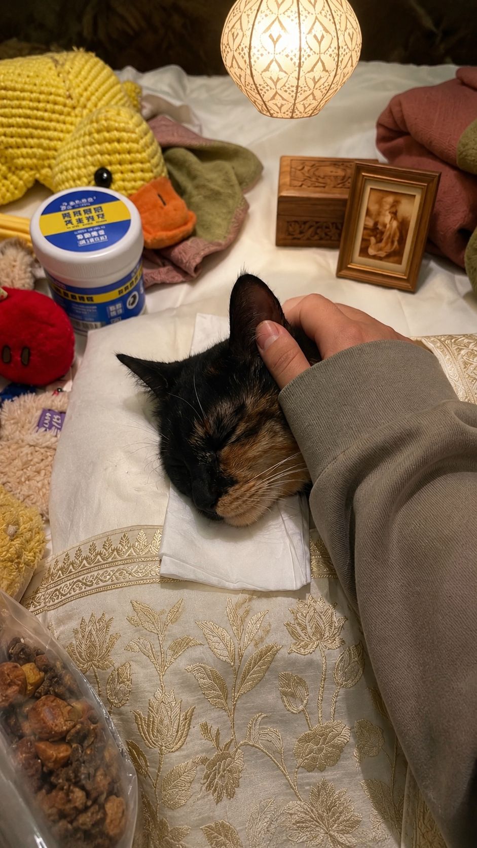 La perdita improvvisa del suo gatto lascia un vuoto profondo: tra abitudini, silenzi e ricordi, resta il legame costruito nella vita quotidiana.
