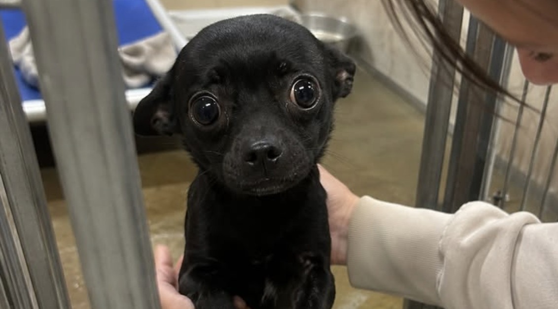 Una donna sostiene di aver ritrovato nel canile il cane scomparso da mesi, registrato a suo nome e dichiarato non ricollocabile.