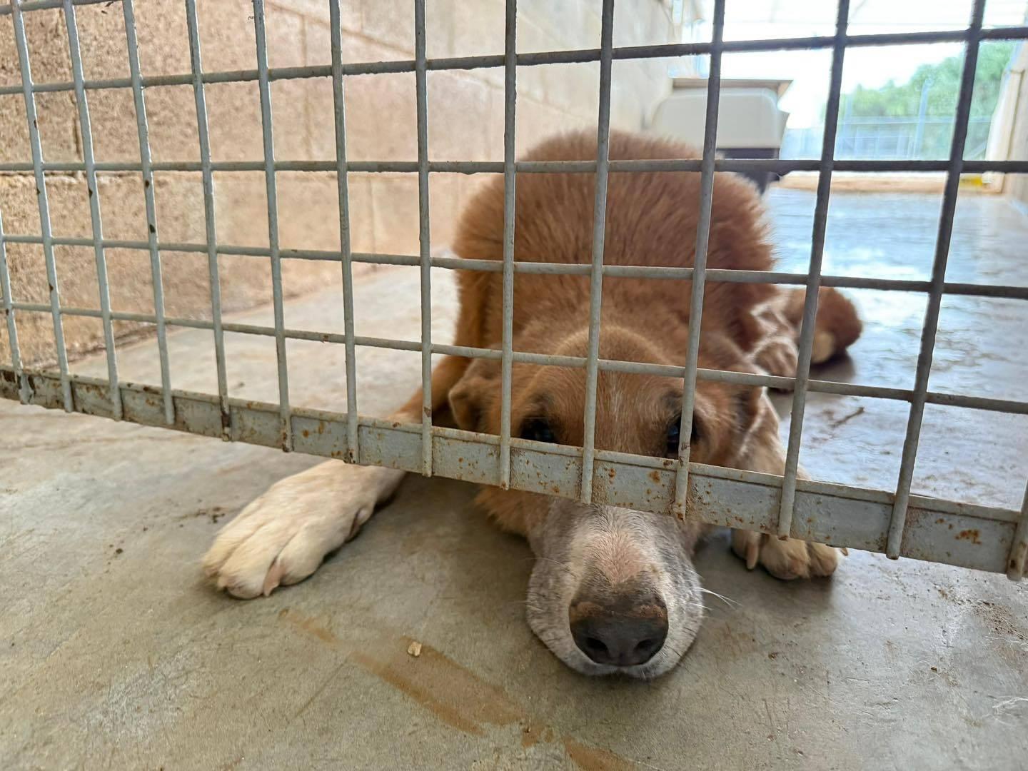 Una visita casuale in un rifugio si è trasformata nel salvataggio di un cane anziano destinato all’eutanasia nello stesso giorno.