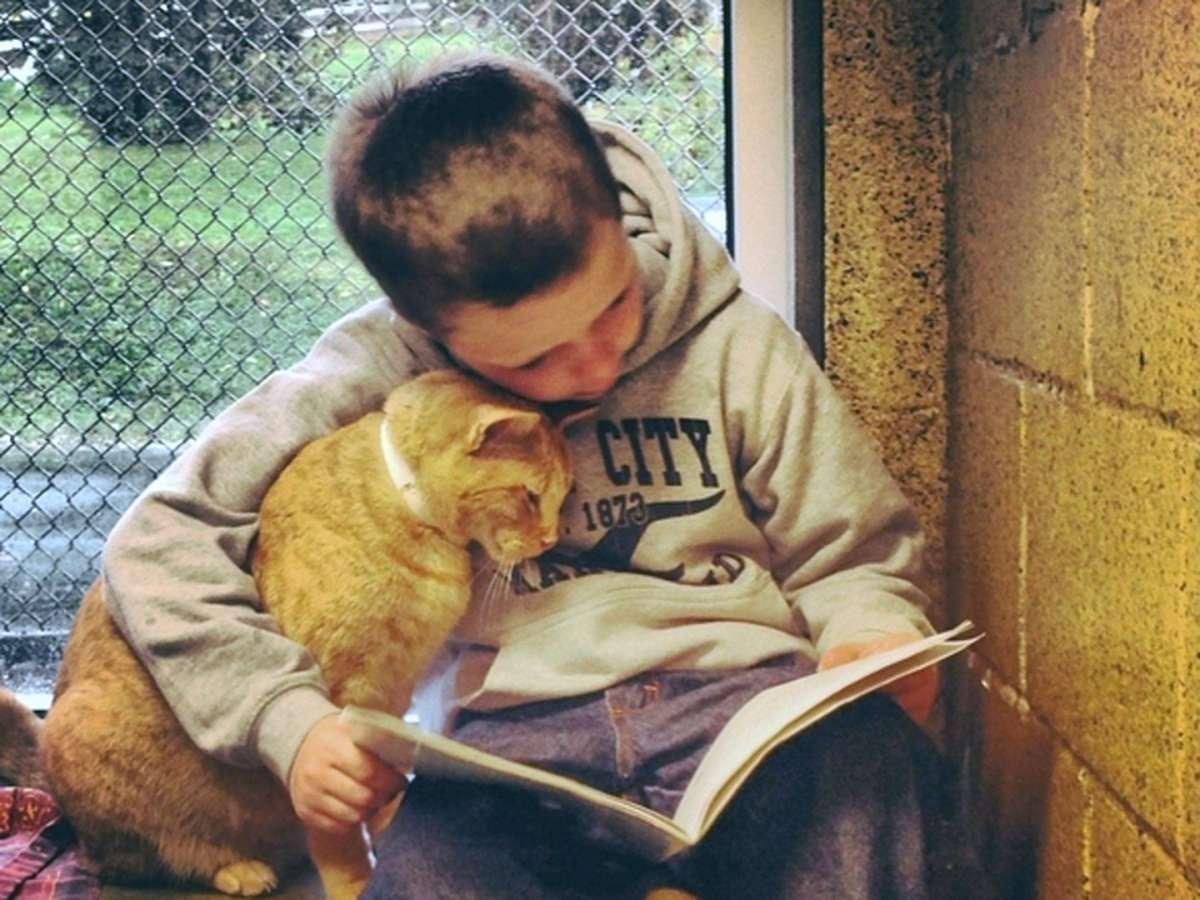 Il gatto della biblioteca Sormani di Milano ha trascorso 1 ora e 47 minuti accanto a un bambino autistico non verbale durante una visita nella sala ragazzi.