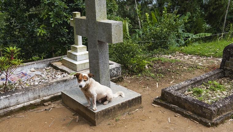 Dopo la scomparsa della proprietaria, il cane ha iniziato a raggiungere quotidianamente il cimitero dove la donna è sepolta.