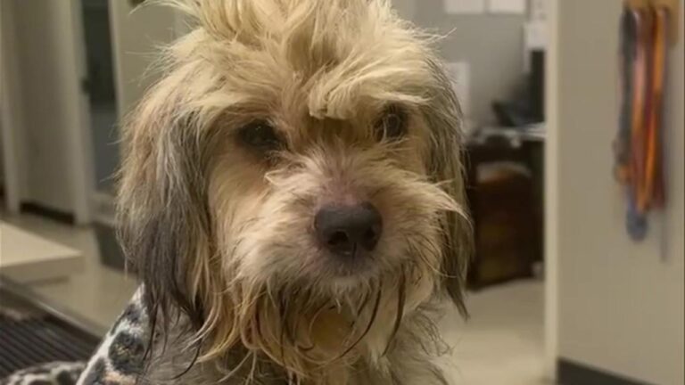 Una Bichon havanese è stata trovata in gravi condizioni nel bagagliaio di un’auto parcheggiata a Milano dopo essere rimasta chiusa per ore senza aria.