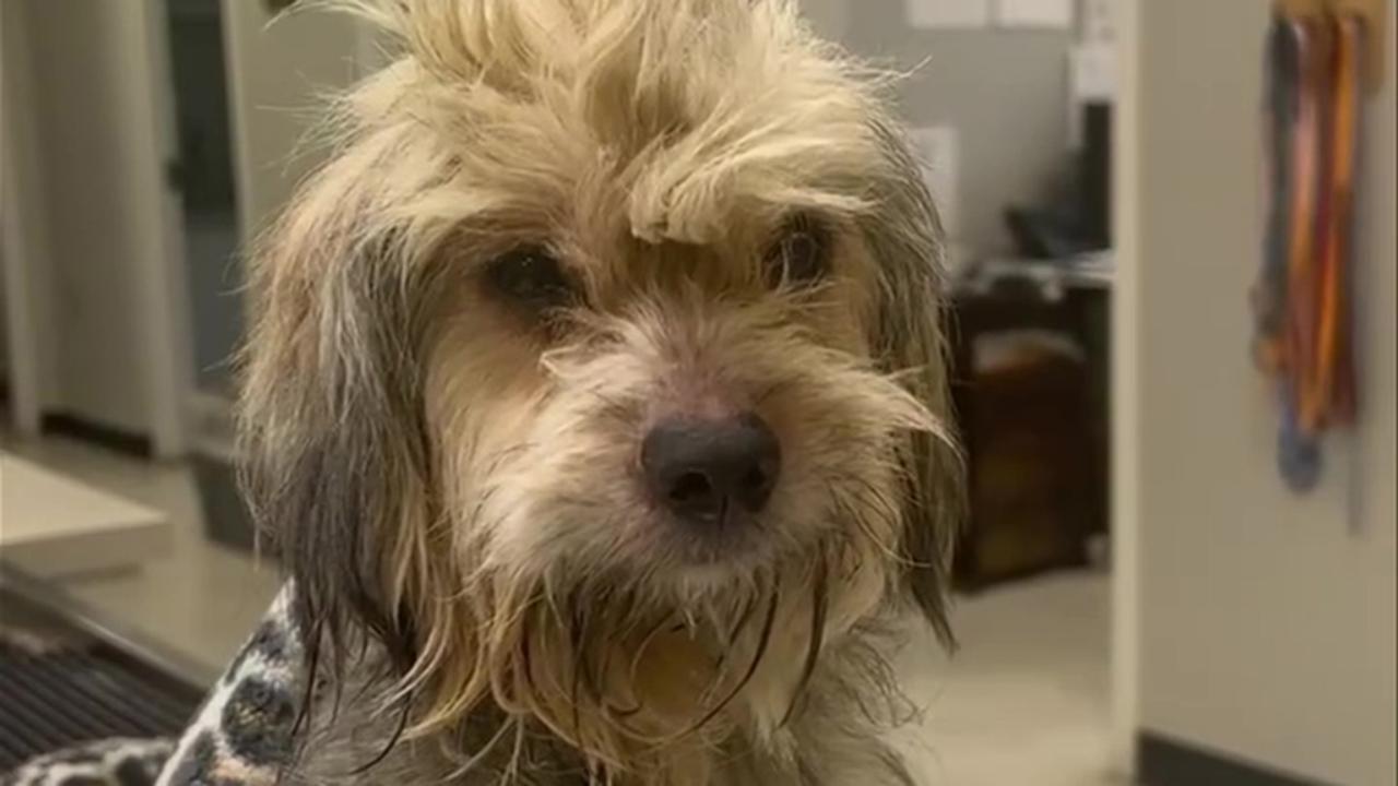 Una Bichon havanese è stata trovata in gravi condizioni nel bagagliaio di un’auto parcheggiata a Milano dopo essere rimasta chiusa per ore senza aria.