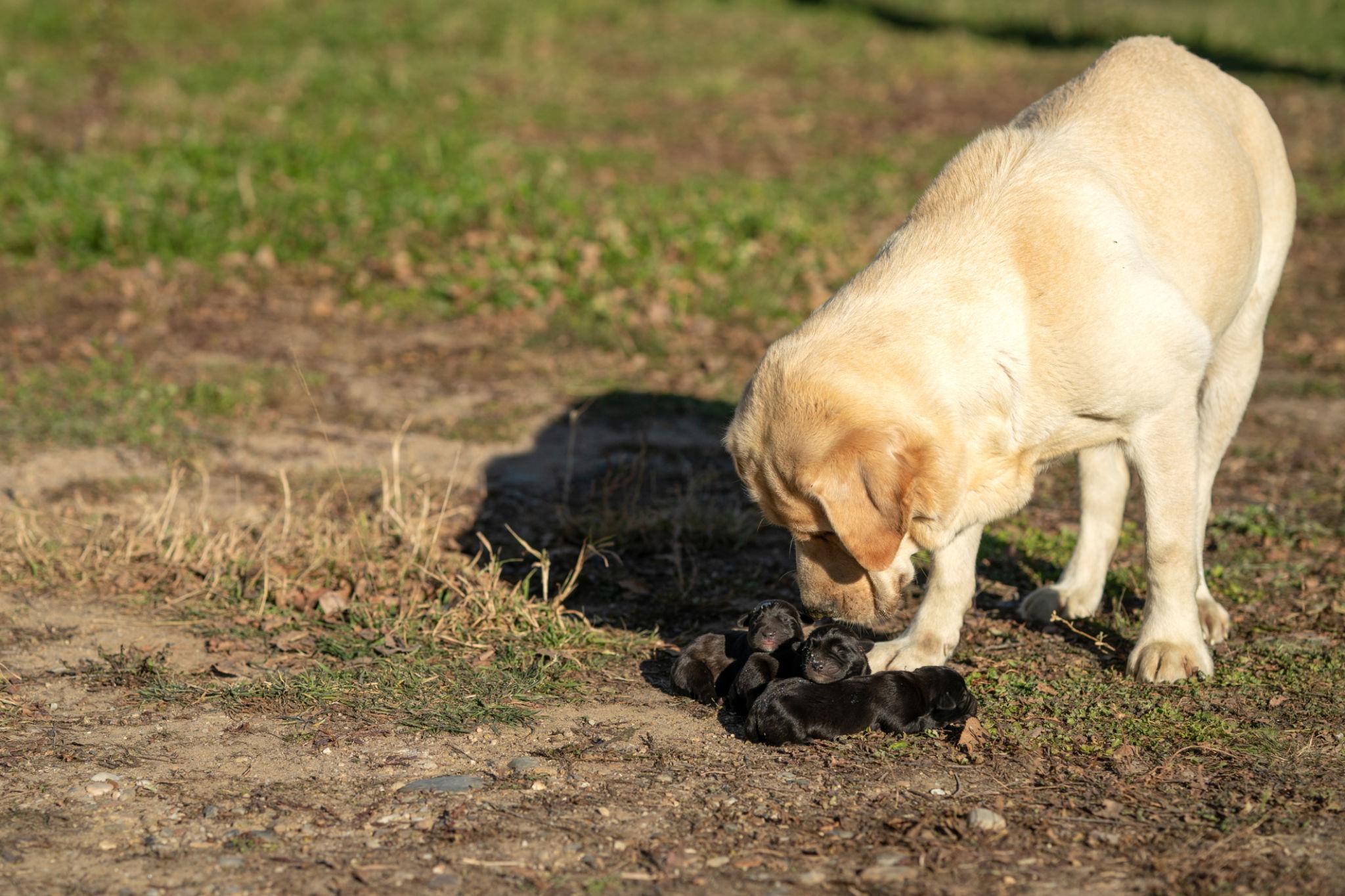 Trovata dietro una lavanderia con due cuccioli: oggi la cagnolina ha finalmente una casa La madre randagia vive ora al sicuro insieme ai suoi piccoli dopo essere stata recuperata in strada durante una giornata di pioggia. Per diverso tempo aveva trovato riparo dietro una lavanderia, in un angolo riparato appena dal freddo e dall’umidità. Accanto a lei c’erano due cuccioli ancora molto piccoli, rannicchiati contro il suo corpo per cercare calore. Quando è stata recuperata, la cagnolina appariva stanca e diffidente. “Le persone passavano senza fermarsi davvero”, racconta chi l’ha soccorsa. Nonostante questo, il cane avrebbe continuato a restare vicino ai suoi piccoli senza allontanarsi mai troppo. Il recupero della mamma cane Secondo il racconto condiviso dopo il salvataggio, il primo contatto sarebbe avvenuto in modo spontaneo. La cagnolina si sarebbe avvicinata lentamente fino a sdraiarsi sopra la giacca della donna che aveva deciso di fermarsi ad aiutarla. All’inizio il cane mostrava ancora molta diffidenza e restava continuamente in allerta, probabilmente a causa del lungo periodo trascorso in strada. Con il passare dei giorni, però, avrebbe iniziato gradualmente a fidarsi dell’ambiente intorno a lei e delle persone che si stavano occupando dei cuccioli. La nuova vita insieme ai cuccioli Dopo il recupero, la cagnolina è stata ospitata in casa dove poco tempo dopo sono nati i piccoli. Oggi vive in un ambiente protetto e tranquillo insieme ai cuccioli, che continua a controllare costantemente. Secondo chi la segue quotidianamente, il suo comportamento sarebbe cambiato molto rispetto ai primi giorni: meno paura e maggiore serenità durante la permanenza in casa. “Da quel momento è cambiata: attenta, presente, forte”, racconta la donna che l’ha accolta.