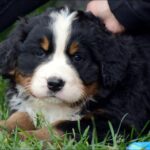Hannah Shaw accoglie un cane nella struttura dedicata ai gattini orfani