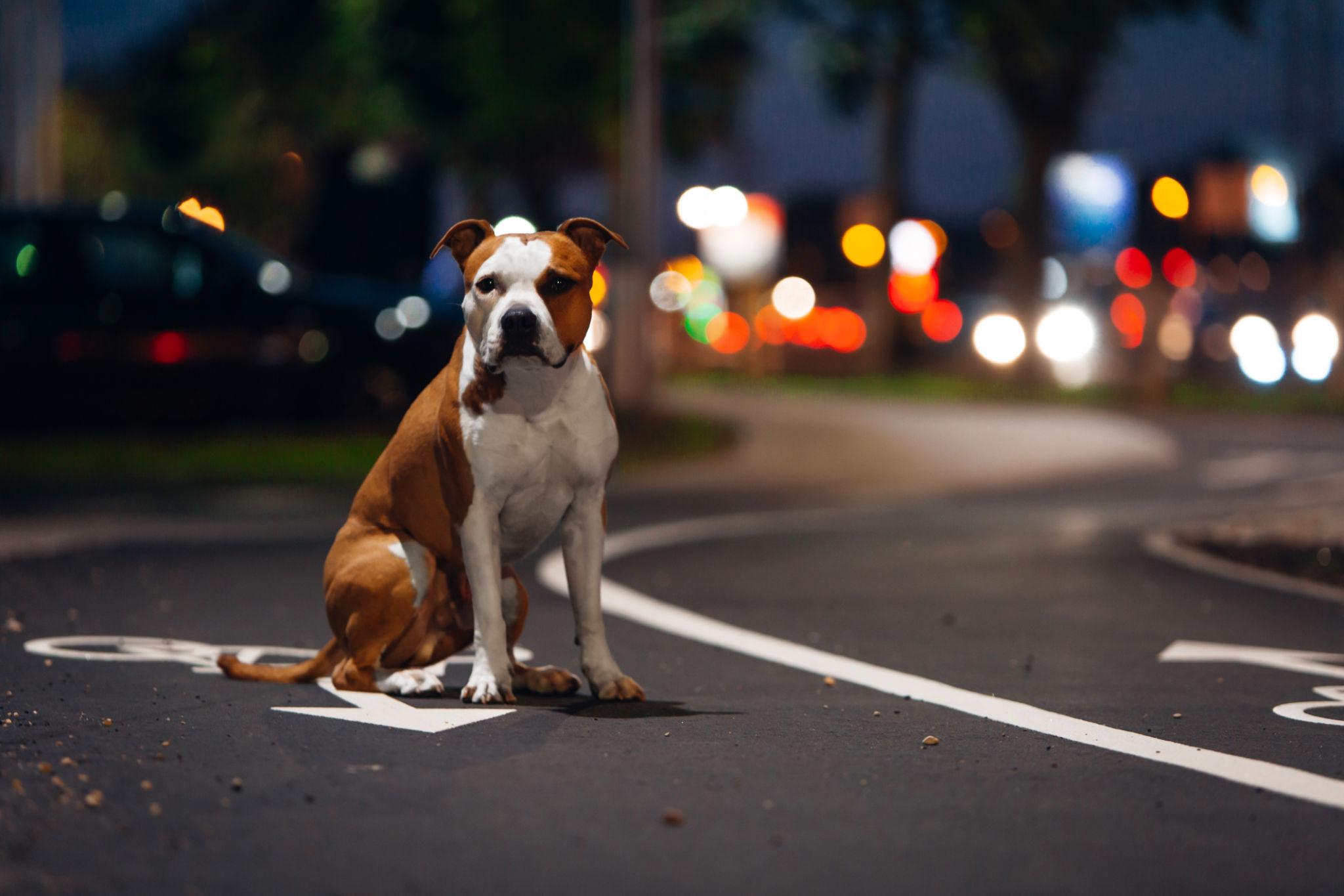 Il cane è stato riaccompagnato a casa grazie alle informazioni presenti sul collare, dove era spiegata la situazione della proprietaria malata.