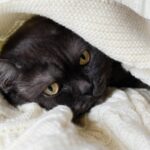 Entra per comprare cibo al gatto e torna a casa con Hope