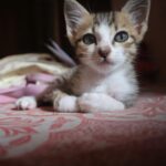 Gattino abbandonato sotto la pioggia muore dopo una notte di cure