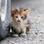 Accoglie un gatto randagio controvoglia, poi diventa il suo compagno inseparabile