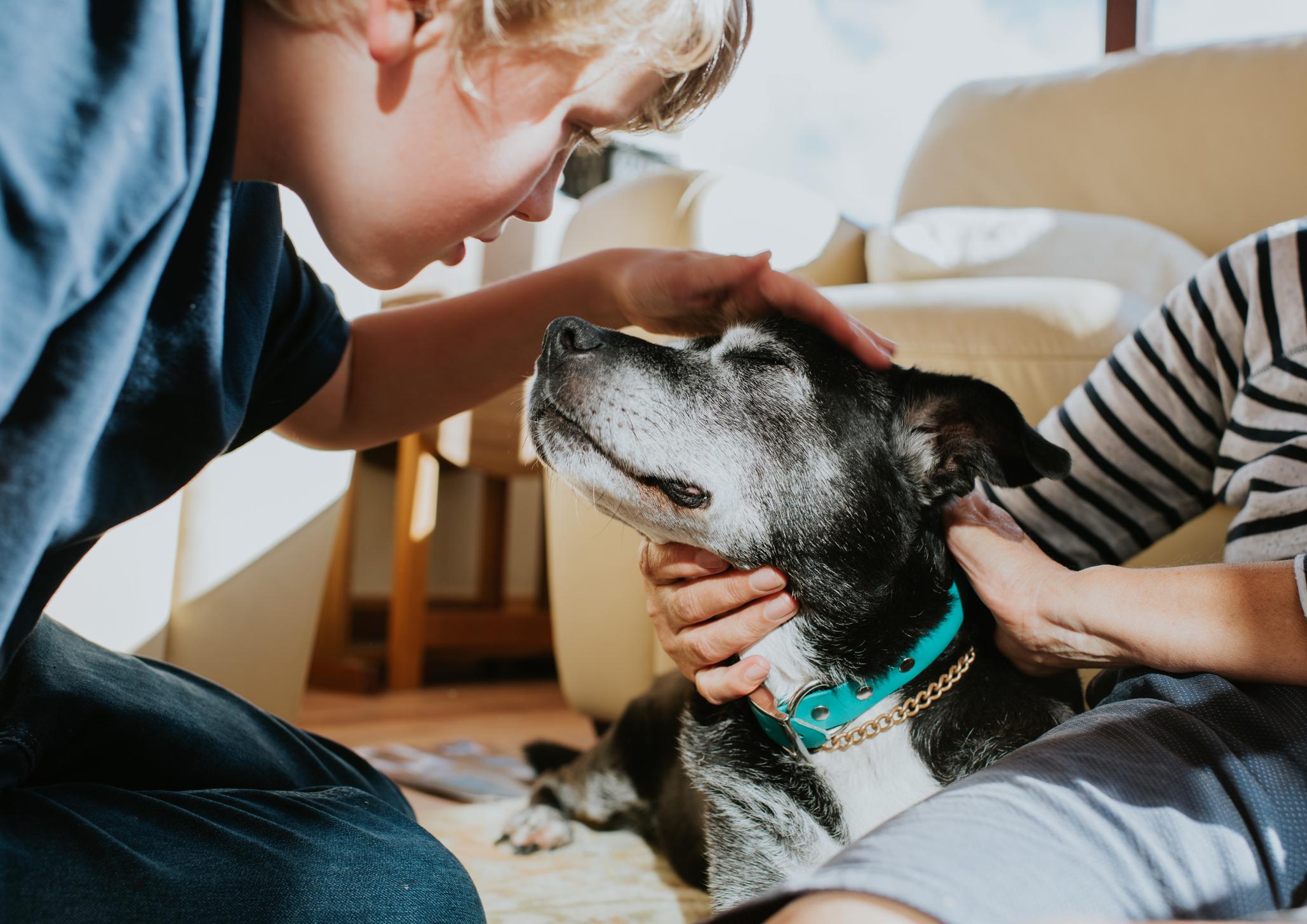 Addio a Max, il cane che per diciotto anni ha accompagnato la vita della sua famiglia Il cane si è spento serenamente circondato dall’affetto della famiglia con cui aveva vissuto per quasi due decenni. Per diciotto anni è stato una presenza costante nella casa e nella quotidianità della sua famiglia. Passeggiate, momenti sul divano, abitudini ripetute giorno dopo giorno: Max aveva occupato silenziosamente uno spazio che oggi, dopo la sua scomparsa, appare improvvisamente enorme. Il cane si è spento nelle ultime ore circondato dalle persone con cui aveva condiviso tutta la vita. L’ultimo saluto a Max Secondo il racconto della famiglia, Max se ne sarebbe andato serenamente mentre i proprietari gli restavano accanto accarezzandolo fino agli ultimi momenti. “Gli abbiamo accarezzato la testa mentre il suo respiro diventava sempre più leggero”, raccontano nel messaggio condiviso dopo la perdita del cane. Per chi viveva con lui, Max non rappresentava soltanto un animale domestico ma una presenza quotidiana diventata parte integrante della casa e delle abitudini familiari. Diciotto anni vissuti insieme Nel corso degli anni, il cane aveva accompagnato ogni fase della vita della famiglia attraverso gesti semplici e una compagnia costante. “Solo quando arriva il momento di salutarli si capisce davvero quanto spazio abbiano occupato nel nostro cuore”, si legge ancora nel ricordo dedicato a lui. La famiglia ha voluto salutare Max sottolineando soprattutto la gratitudine per il lungo tempo trascorso insieme e il legame costruito in quasi due decenni di convivenza.