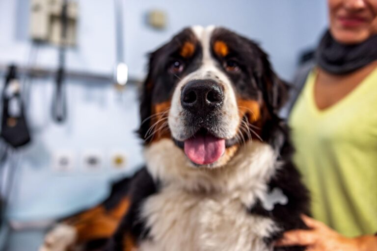 Alle 5:45 del mattino Marius, un Bovaro del Bernese di undici anni, è morto in clinica veterinaria accanto al suo proprietario e al suo peluche.