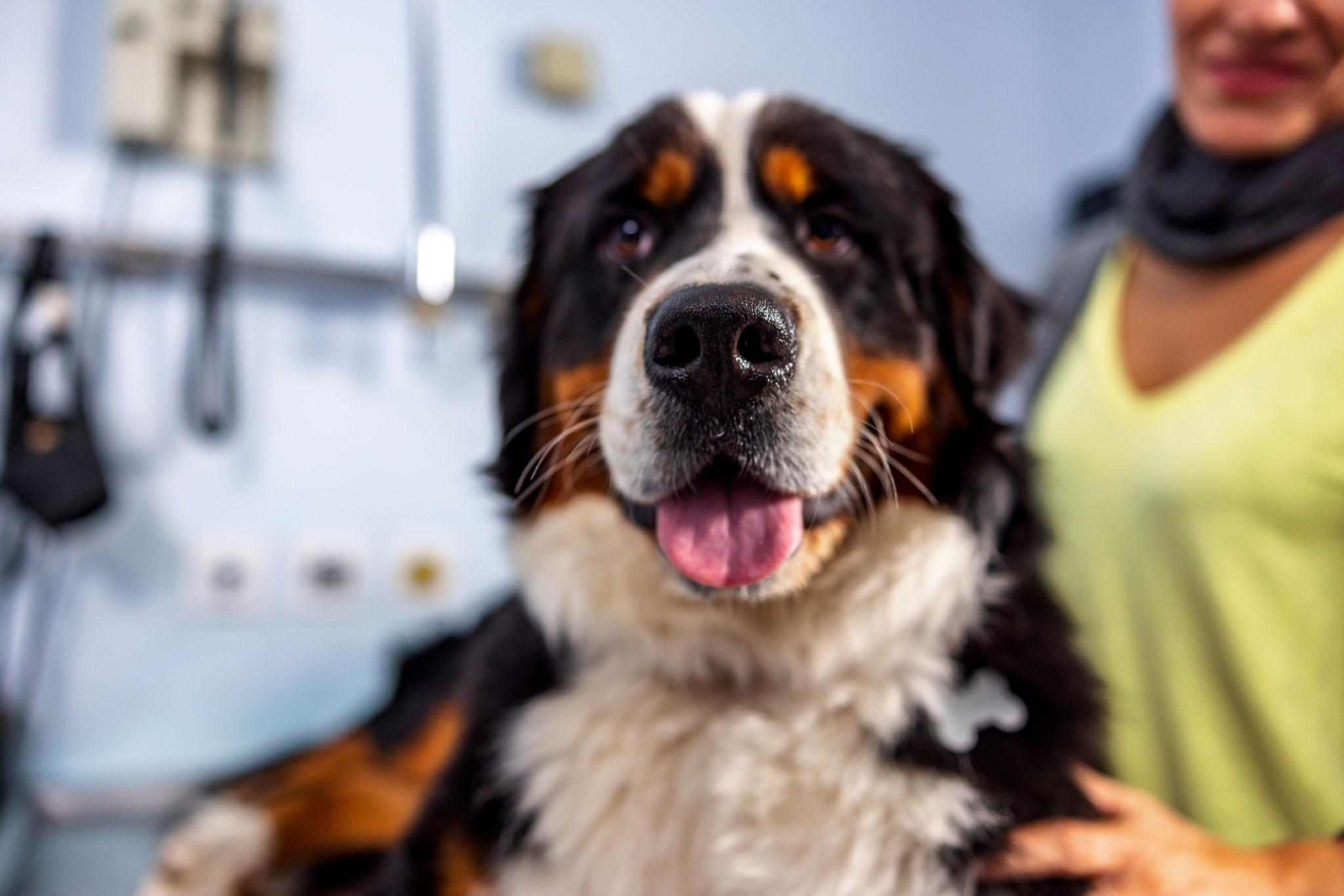 Alle 5:45 del mattino Marius, un Bovaro del Bernese di undici anni, è morto in clinica veterinaria accanto al suo proprietario e al suo peluche.