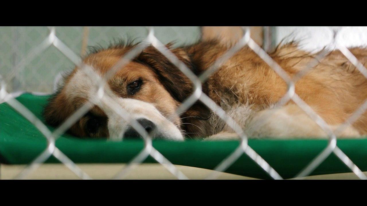 La cagnolina Lune, una Pastore australiano di quattro anni, è stata riportata al rifugio dopo appena sei giorni nella nuova famiglia adottiva.