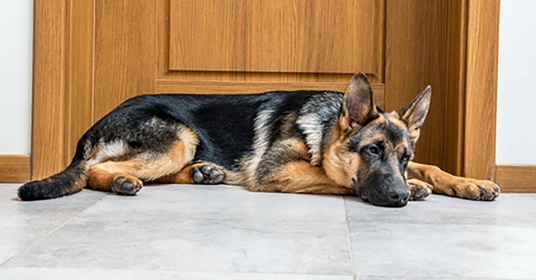 Tonnerre difende la proprietaria di 79 anni durante un’irruzione in casa: il pastore tedesco blocca gli intrusi nel corridoio Un Pastore tedesco di otto anni avrebbe impedito a due uomini di raggiungere la stanza della sua proprietaria durante un’irruzione notturna nella casa della donna. L’irruzione nella casa dell’anziana durante la notte Erano da poco passate le 4 del mattino quando la tranquillità della casa è stata interrotta dal rumore della porta d’ingresso che cedeva sotto i colpi degli intrusi. La proprietaria dell’abitazione, una donna di 79 anni che vive da sola dopo la morte del marito, si trovava nella sua camera da letto. Secondo il racconto fornito dalla nipote della donna, la signora avrebbe sentito prima il legno scricchiolare e poi i passi provenire dal corridoio dell’abitazione. “Non ha gridato. Mi ha detto che non aveva nemmeno più trovato la voce”, viene raccontato nella testimonianza condivisa dopo l’accaduto. Accanto all’anziana vive Tonnerre, un Pastore tedesco di otto anni descritto come molto legato alla proprietaria. Il cane, solitamente sdraiato vicino al termosifone del soggiorno, quella notte dormiva nel corridoio della casa. Tonnerre si piazza davanti alla porta della camera Quando ha percepito la presenza degli sconosciuti, Tonnerre si sarebbe alzato senza abbaiare immediatamente. Un dettaglio che, secondo la nipote della donna, è rimasto particolarmente impresso nel racconto della nonna. Il cane avrebbe inizialmente avanzato lentamente nel corridoio, osservando la situazione. Poco dopo, la proprietaria avrebbe sentito un rumore metallico provenire dalla zona del camino. Nella penombra, il Pastore tedesco avrebbe afferrato con la bocca un attizzatoio di ferro, trascinandolo fino davanti alla porta della camera da letto. “Quando gli uomini sono arrivati nel corridoio, hanno visto quel grande cane immobile, il petto gonfio, gli occhi fissi su di loro”, viene ricordato nella testimonianza. “Allora ha ringhiato. Non forte. Abbastanza”. Secondo il racconto della donna, quel ringhio sarebbe stato sufficiente per fermare gli intrusi prima che entrassero nella stanza. L’arrivo dei gendarmi e il gesto di Tonnerre Dopo pochi istanti, gli uomini avrebbero deciso di lasciare l’abitazione senza raggiungere la camera della proprietaria. La donna ha successivamente allertato le forze dell’ordine, intervenute poco dopo sul posto. Quando i gendarmi sono arrivati nell’abitazione, Tonnerre era ancora davanti alla porta della stanza. L’attizzatoio si trovava a terra vicino alle sue zampe. “Mia nonna si è inginocchiata per posargli una mano sulla testa. Lui ha chiuso gli occhi”, viene raccontato nella parte finale della testimonianza.