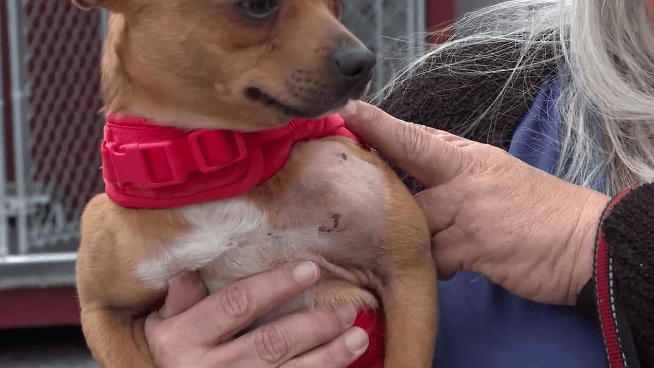 Un cucciolo di Chihuahua di quattro mesi è stato soccorso con nove fratture dopo essere stato trovato in un fosso dentro una scatola da scarpe.
