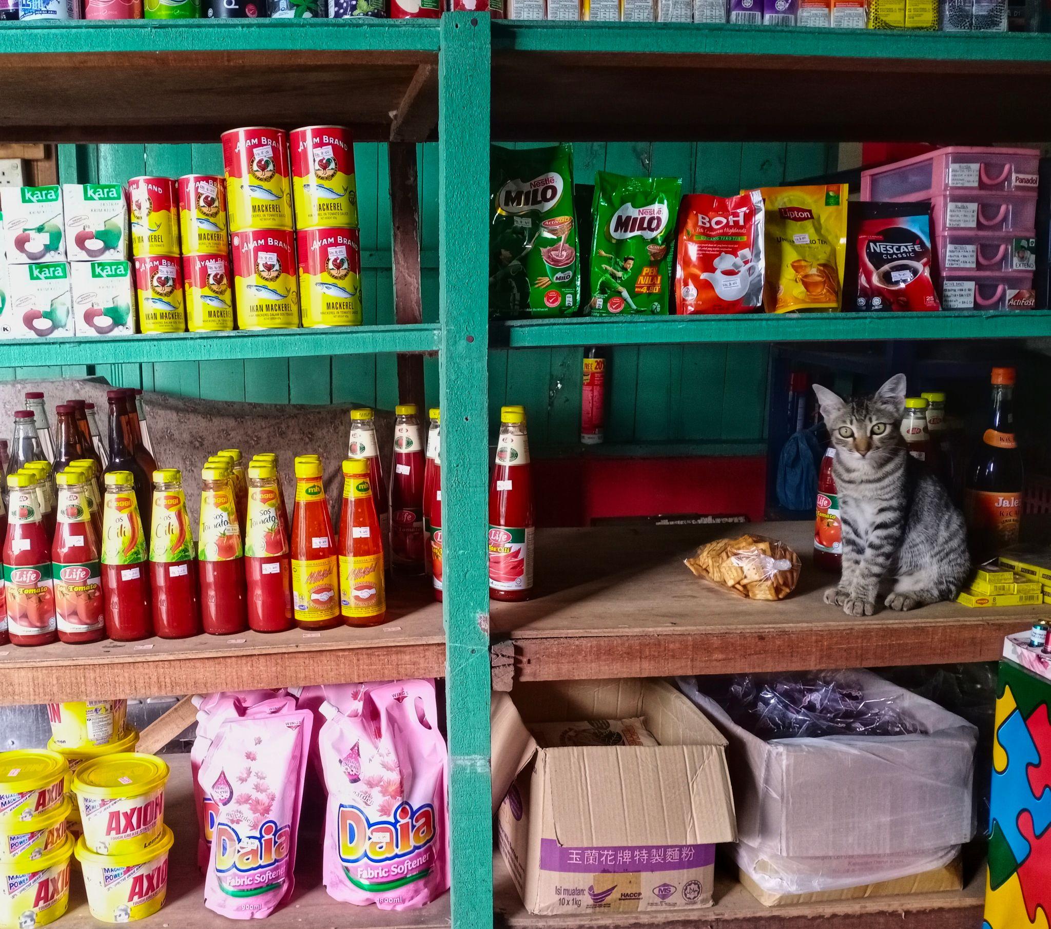 Il gatto randagio entra nel supermercato e il personale decide di adottarlo Tom vive oggi all’interno del negozio dopo essere stato accolto dai dipendenti invece di essere allontanato. All’inizio entrava tra le corsie in cerca di riparo e cibo, muovendosi silenziosamente tra scaffali e clienti. Quel gatto randagio era diventato una presenza sempre più frequente nel supermercato, tanto da attirare l’attenzione del personale. Invece di cacciarlo via, però, i dipendenti hanno deciso di lasciarlo entrare e occuparsi di lui. Col tempo gli hanno dato anche un nome: Tom. Tom oggi vive all’interno del supermercato Con il passare delle settimane, il gatto è diventato parte integrante della quotidianità del negozio. Il personale ha organizzato per lui un piccolo spazio riservato tra le corsie, dove può dormire e riposare senza essere disturbato. Una sistemazione semplice ma stabile, che ha permesso all’animale di restare al sicuro all’interno della struttura. Secondo quanto raccontato dai dipendenti, Tom si muove tranquillamente nel supermercato e ha ormai familiarizzato sia con il personale sia con i clienti abituali. Il rapporto con i clienti del negozio Molte persone che frequentano il supermercato hanno iniziato a riconoscere il gatto durante la spesa quotidiana. C’è chi si ferma a osservarlo mentre dorme nel suo angolo e chi, secondo il personale, torna spesso anche per verificare come stia. La presenza di Tom è diventata così una parte della routine del negozio, trasformando un gatto randagio in una presenza conosciuta e accolta all’interno dell’attività commerciale.