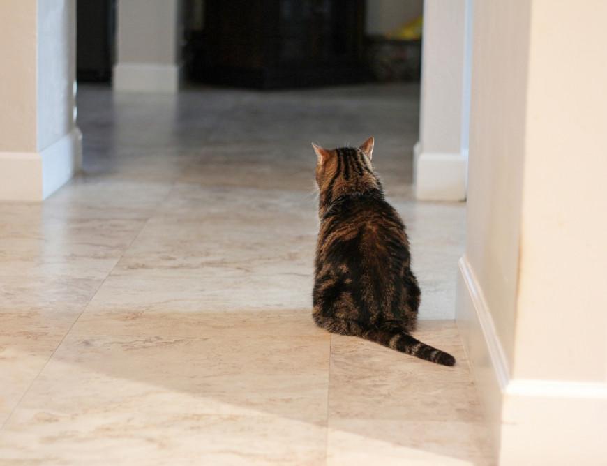 Un gatto europeo di 11 anni è stato trovato solo in un appartamento dopo la riconsegna delle chiavi del monolocale da parte degli ex locatari.