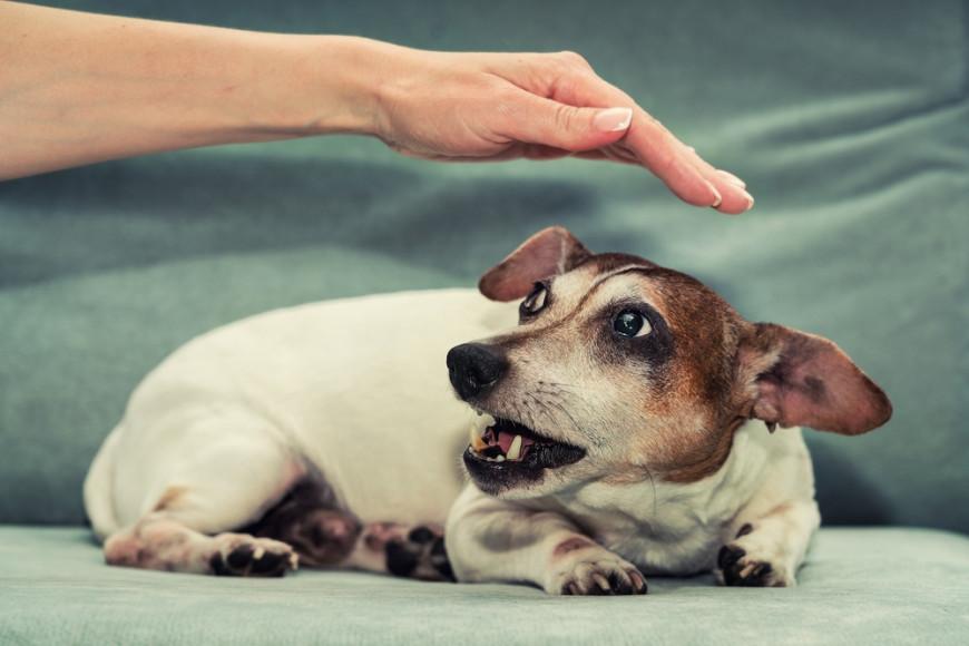 La foto di un cane impaurito e ferito richiama l’attenzione sulle condizioni in cui vivono molti animali vittime di abbandono e violenze.