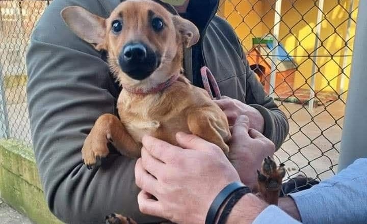 Un cane ignorato per il suo aspetto ha trovato una famiglia pronta ad accoglierlo senza fermarsi alle apparenze.