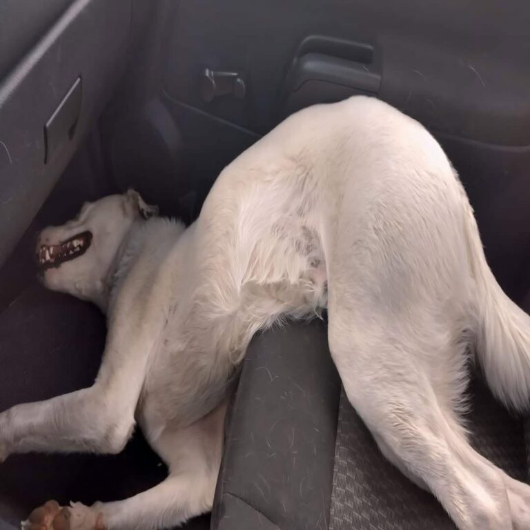 Una coppia era andata a un festival senza certezze sull’adozione: il cane bianco, sordo e tranquillo, ha cambiato tutto.