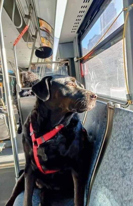 Eclipse era diventata famosa a Seattle per i suoi viaggi in autobus verso il parco. Il proprietario Jeff Young ha annunciato la sua morte.