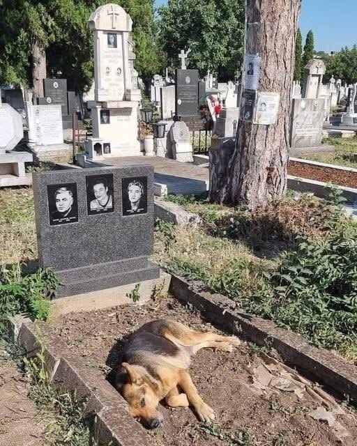 Un passante ha raccontato di aver visto un cane tornare quotidianamente nello stesso luogo, attirando l’attenzione di chi lo osserva.