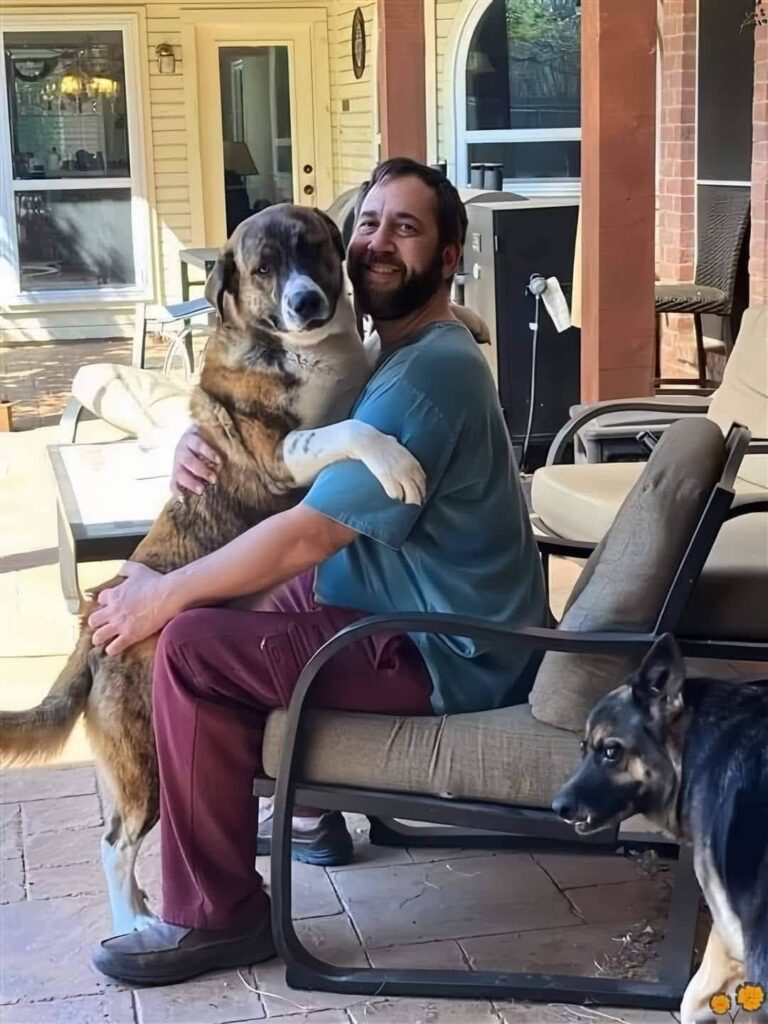 Hank si presentava regolarmente davanti alla stessa abitazione: dopo settimane di ritorni, i proprietari hanno accettato l’adozione.