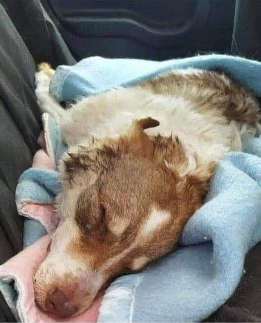 Un cane anziano dato per vicino all’addio ha vissuto settimane di affetto, sole e passeggiate accanto alla sua nuova famiglia. Quando lo ha accolto in casa, pensava che il tempo rimasto sarebbe stato pochissimo. Forse solo qualche ora. Un ultimo tratto di strada da percorrere insieme, con la delicatezza che si riserva a chi ha già attraversato troppo. Invece quelle ore sono diventate giorni. Poi i giorni si sono trasformati in settimane. E in quel tempo inatteso, un cane anziano ha potuto conoscere ciò che forse gli era mancato a lungo: una presenza stabile, una mano vicina, piccoli gesti quotidiani capaci di restituire dignità anche alla parte finale della vita. Non era un’adozione come le altre. Era una scelta fatta sapendo che il distacco sarebbe arrivato presto, ma anche con la convinzione che nessun animale dovrebbe affrontare da solo i suoi ultimi momenti. Il cane anziano adottato per non lasciarlo solo La donna che lo ha accolto racconta di averlo preso con sé quando era già molto avanti con l’età. Le sue condizioni lasciavano immaginare un addio imminente, ma il tempo ha preso una direzione diversa. Il cane ha iniziato a godersi piccole abitudini semplici. Amava stare al sole, apprezzava i giri in macchina e, soprattutto, appariva sereno. Non servivano grandi cose. Bastavano una casa, una voce familiare, un posto sicuro dove riposare. Chi lo ha adottato non conosceva tutto del suo passato. Non sapeva quali ferite avesse portato con sé, né cosa avesse vissuto prima di quell’incontro. Proprio per questo, nelle sue parole resta il rimpianto di non averlo trovato prima. “Non so cosa tu abbia vissuto prima, ma avrei voluto trovarti prima per curare le tue ferite”. L’adozione degli animali anziani come ultimo gesto di cura Adottare un animale anziano significa spesso accettare un tempo breve, fragile, difficile da prevedere. Non è una scelta basata sull’idea di avere molti anni davanti, ma sul valore dei giorni che restano. In questa storia, quel tempo è stato riempito da gesti normali: il calore del sole, un viaggio in macchina, la tranquillità di una casa. Momenti che, per un animale arrivato alla fine del suo percorso, possono rappresentare molto più di quanto sembri. La donna ha spiegato il senso della sua decisione con parole dirette: “Nessuno merita di andarsene da solo...”. È il punto centrale di questa scelta. Non cancellare il passato, non cambiare l’età, non fermare ciò che prima o poi sarebbe arrivato. Ma offrire compagnia, rispetto e una carezza quando il tempo diventa più prezioso. La dedica finale racchiude il significato di quel legame: “Con amore, da una mamma che adotta animali anziani, per donare loro una carezza prima dell'addio”. Per quel cane, l’ultima parte della vita non è stata fatta di solitudine. È stata fatta di sole, viaggi, affetto e presenza. E, forse, proprio questo ha reso quelle settimane un dono per entrambi.
