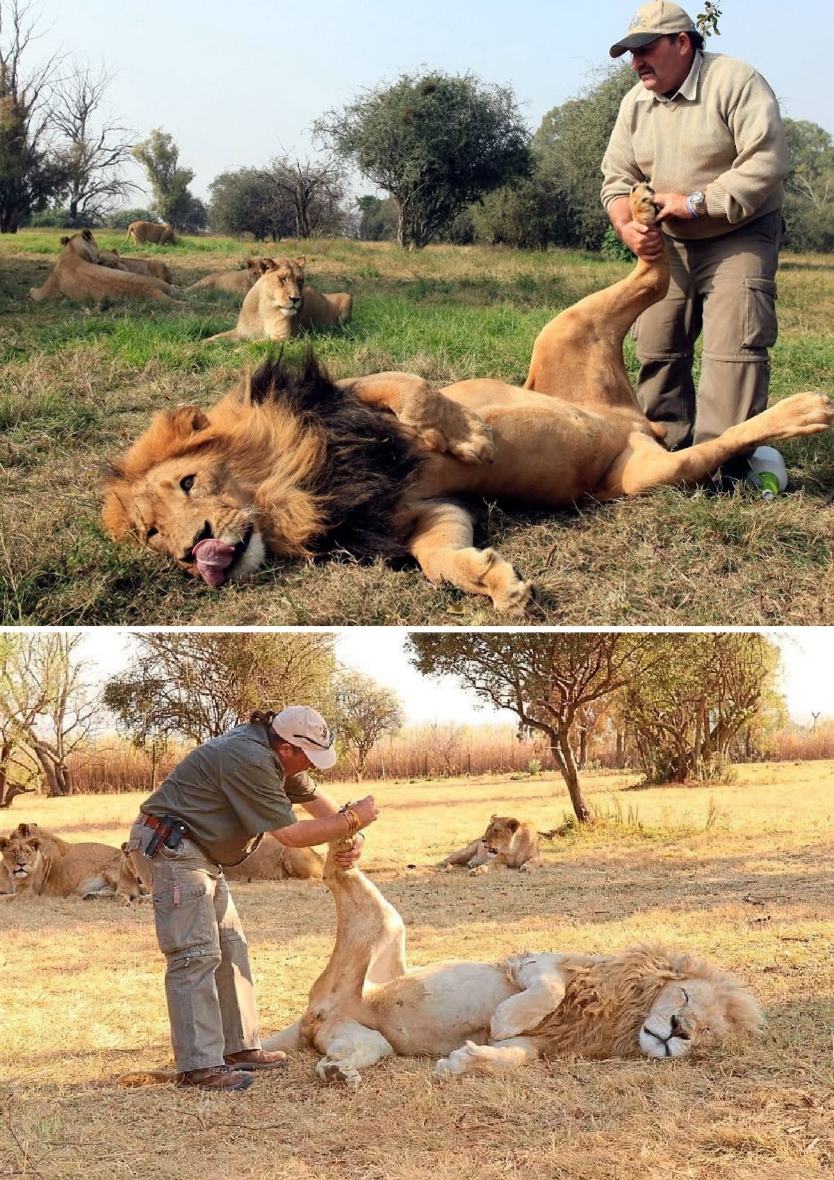 Alex Larenty vive in una riserva in Sudafrica e ha costruito un rapporto insolito con i leoni attraverso cure e contatto quotidiano.