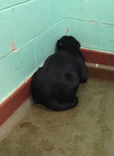 Un cane nero viveva isolato in un angolo del rifugio. Un incontro gli ha offerto la possibilità di ricominciare.