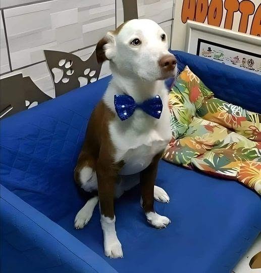 Una coppia è entrata in rifugio per adottare un cane: dietro la porta ha trovato l’animale pronto a tornare a casa.