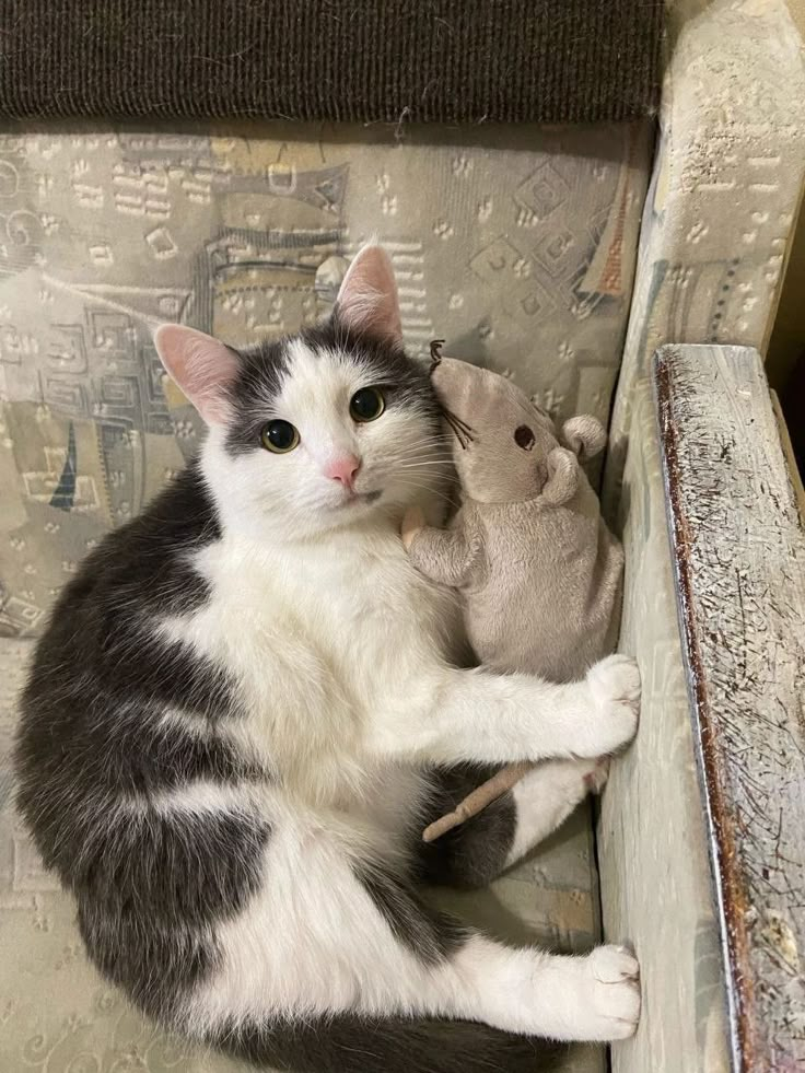Un piccolo gatto tremava solo al freddo, stretto al suo topolino di stoffa. Il salvataggio gli ha cambiato la vita.