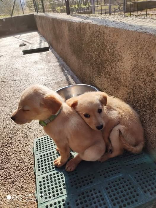 Due cuccioli affrontano il giardino come una nuova avventura, uniti da un legame semplice, forte e capace di vincere ogni paura.