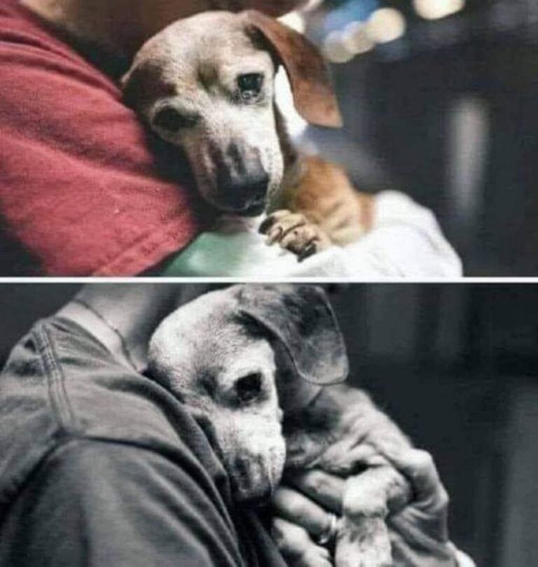Una cagnolina anziana è stata portata al rifugio di Baldwin Park con i suoi effetti personali, dopo 18 anni vissuti in casa.