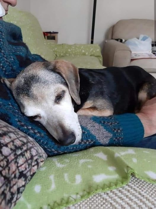 Un cane vecchio, fragile e ignorato da tutti ha trovato una famiglia quando sembrava aver smesso di aspettare qualcuno.