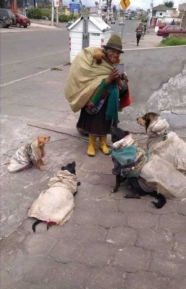 In città, un uomo affronta ogni giorno la vita senza una casa, ma resta accanto ai suoi cani con una fedeltà assoluta.