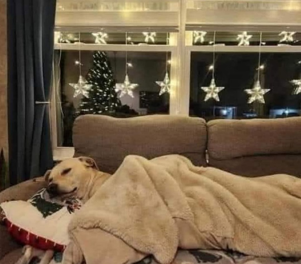 Dopo una vita passata senza comodità, un cane ha trovato il suo posto sul divano, circondato da calore, cure e affetto.