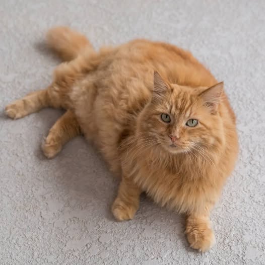 Un gatto anziano, dopo una vita difficile sotto una casa alle Bahamas, ha trovato amore, cure e sei anni pieni di viaggi.