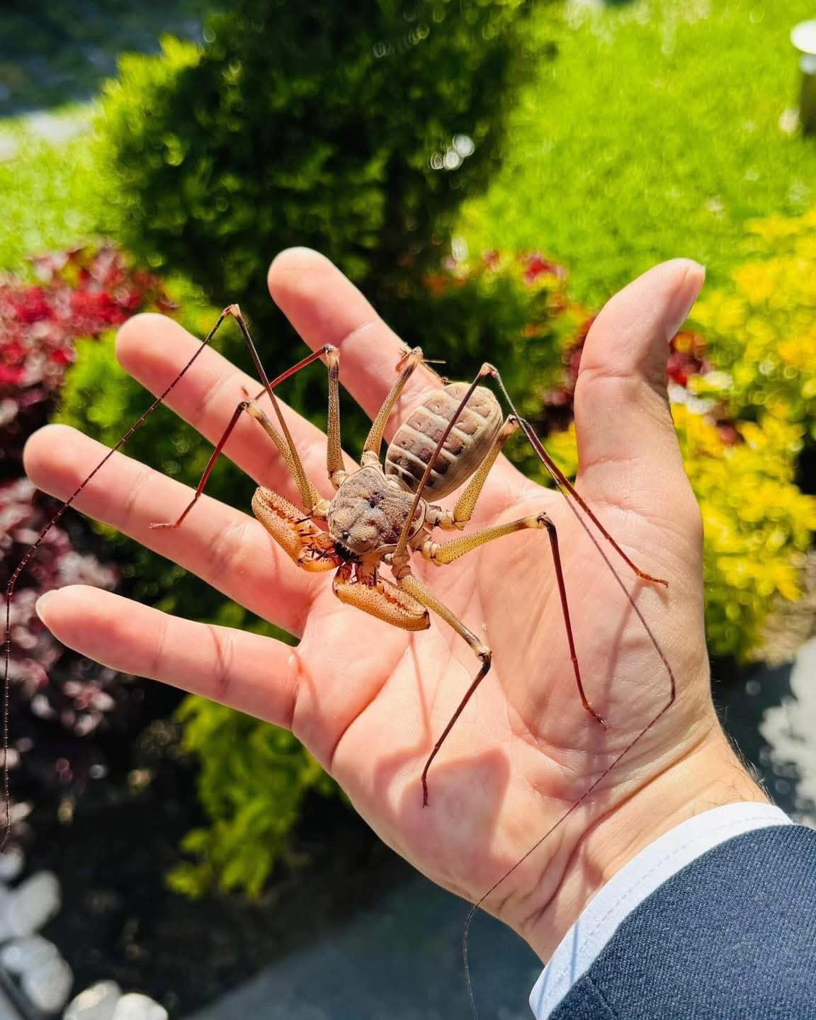 Un piccolo amblipigio è stato trovato bloccato nel lavandino. Il suo aspetto spaventa, ma si tratta di un animale innocuo.