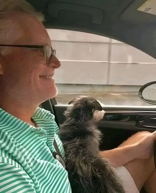 Un piccolo gatto tremava in mezzo alla strada con le zampe bloccate dalla colla. Nessuno si era fermato prima del salvataggio.