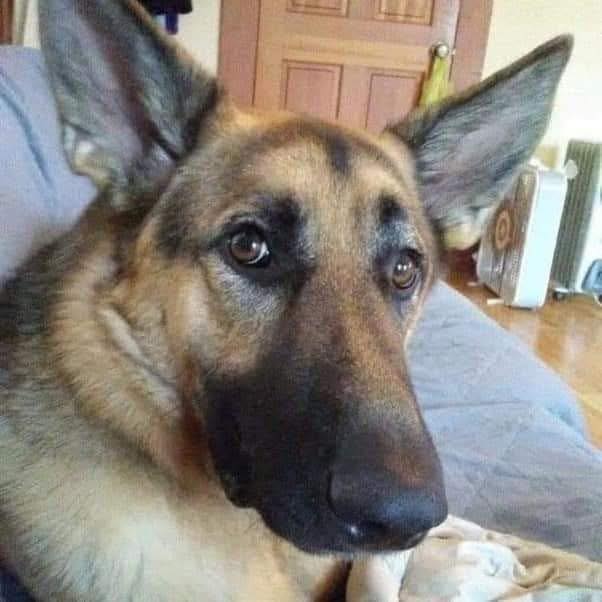 Un cane con microchip è stato riportato al proprietario, ma il giorno dopo è arrivata una telefonata inattesa.