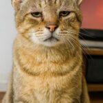 Gatto anziano ignorato al rifugio trova una casa dopo l’abbandono